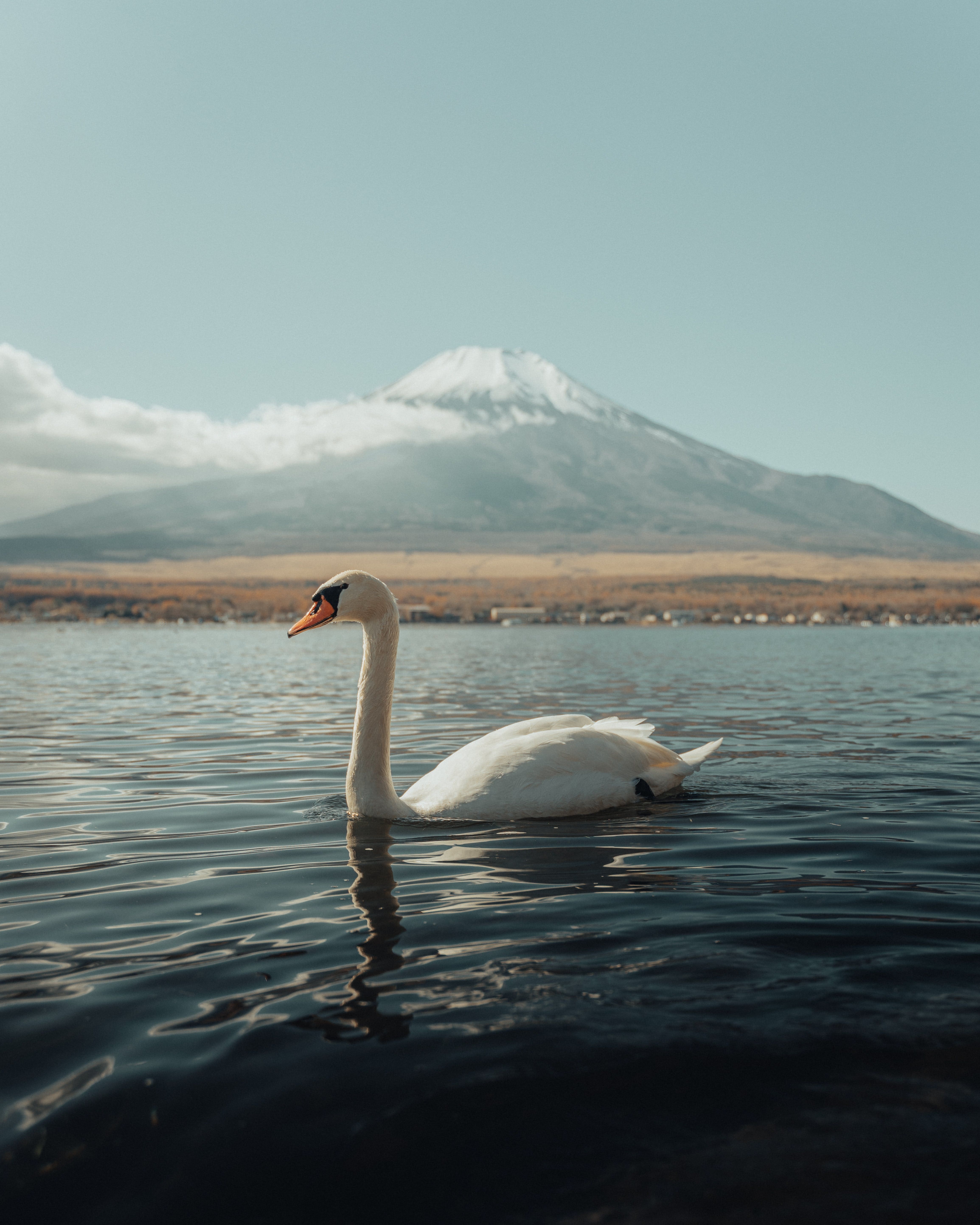 Missed Swans